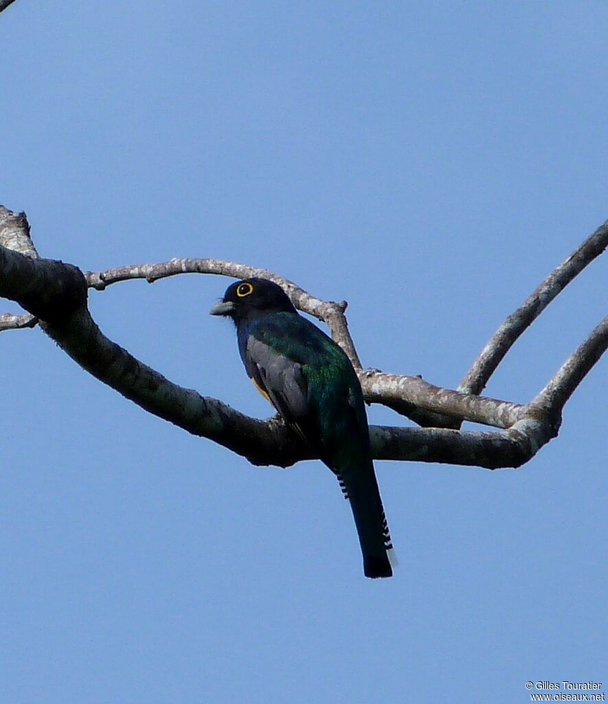 Trogon pattu