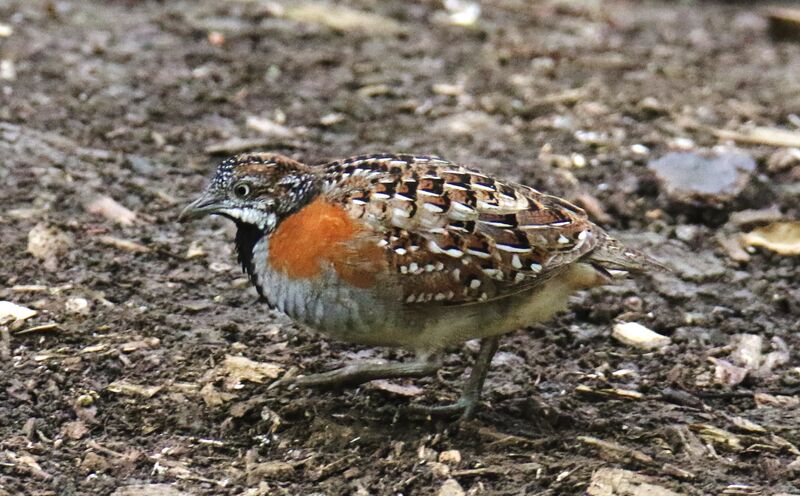 Madagascar Buttonquail male adult