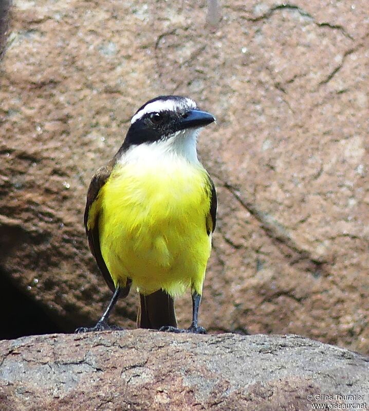 Great Kiskadee