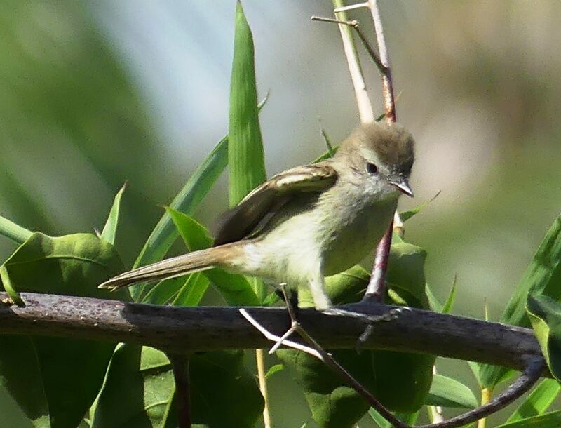 Southern Mouse-colored Tyrannulet