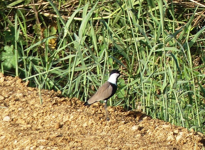 Spur-winged Lapwing