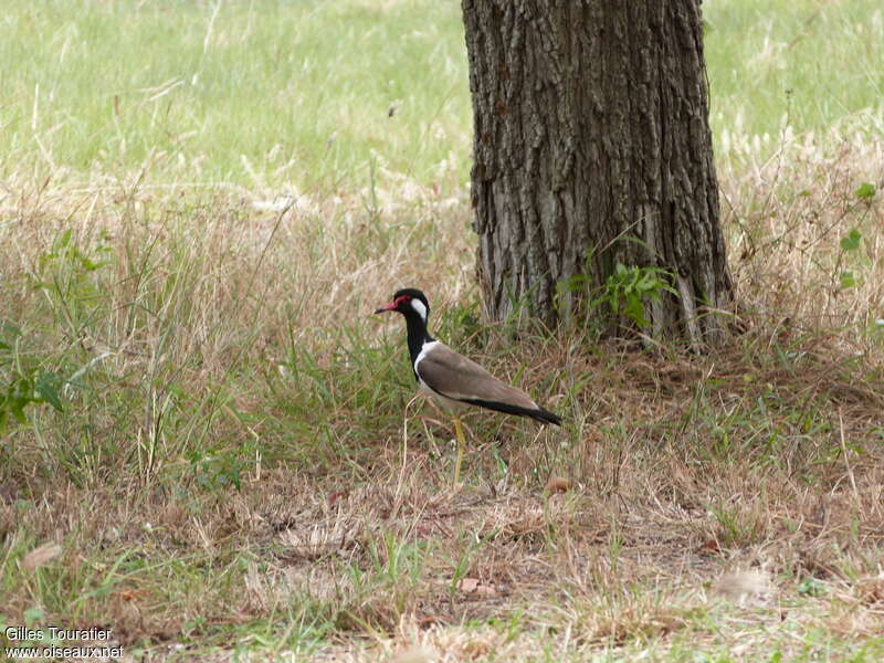 Vanneau indienadulte, habitat