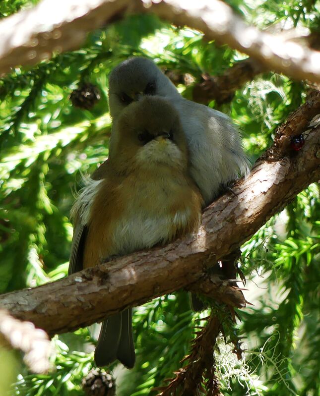 Reunion Grey White-eye