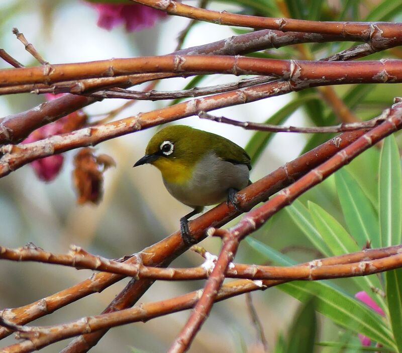 Zostérops malgache