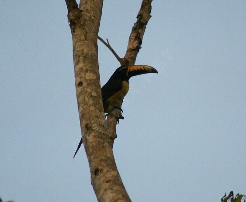 Lettered Aracariadult, identification