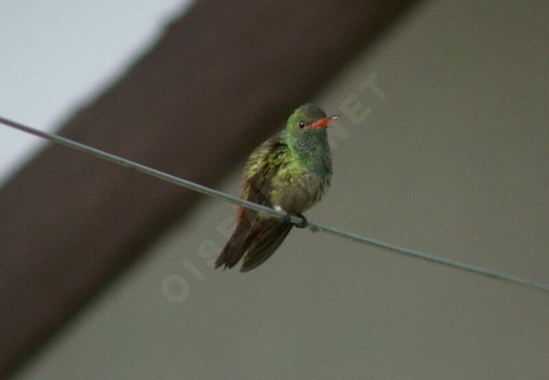 Rufous-tailed Hummingbirdadult