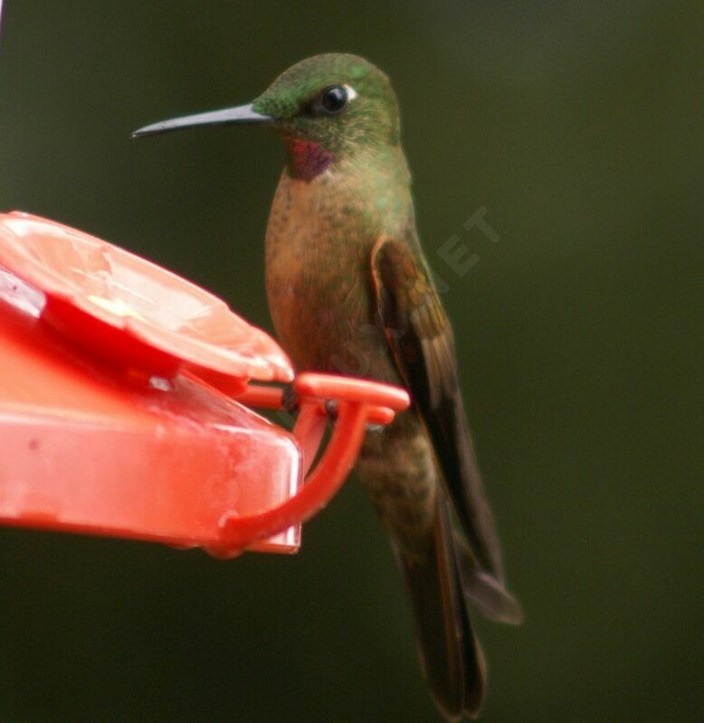 Fawn-breasted Brilliant male adult