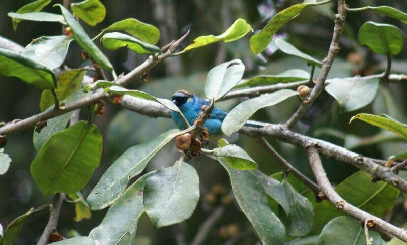 Golden-naped Tanageradult