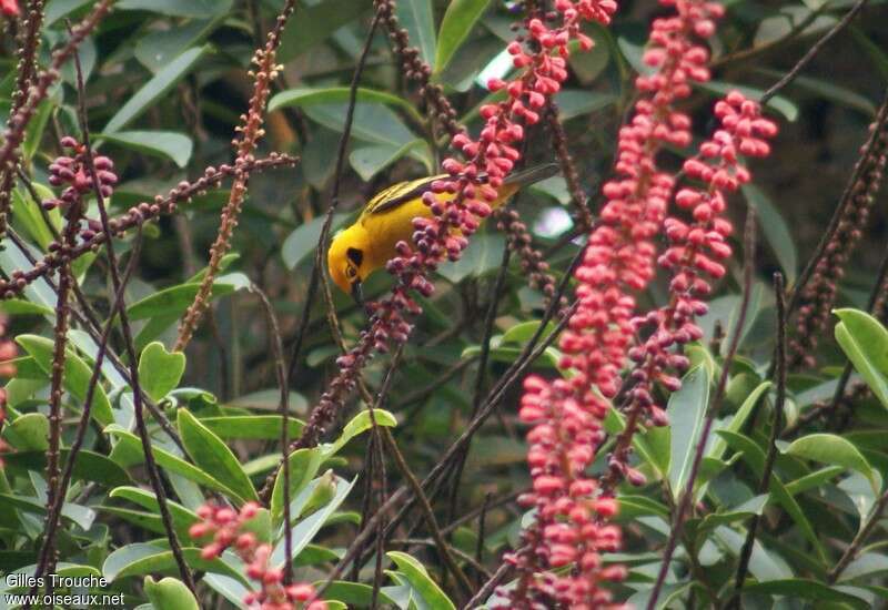 Golden Tanageradult, habitat, feeding habits