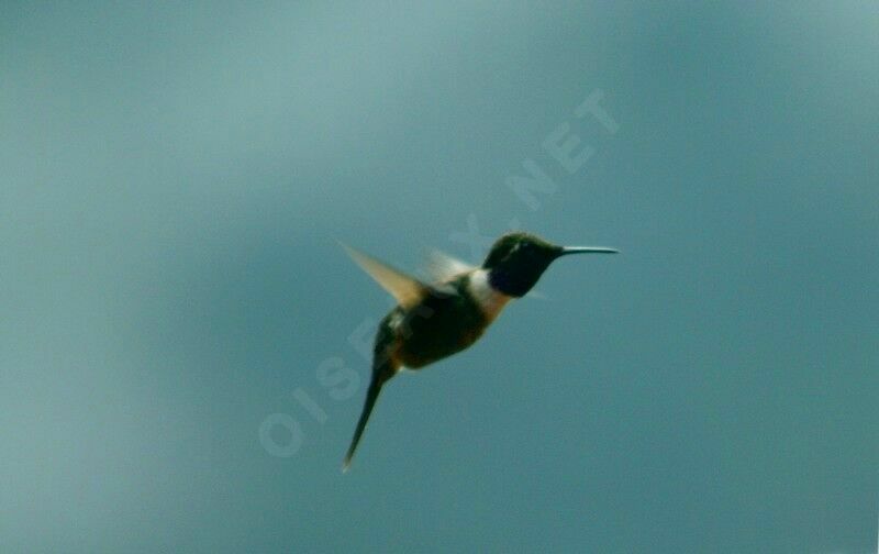 Purple-throated Woodstar male, Flight