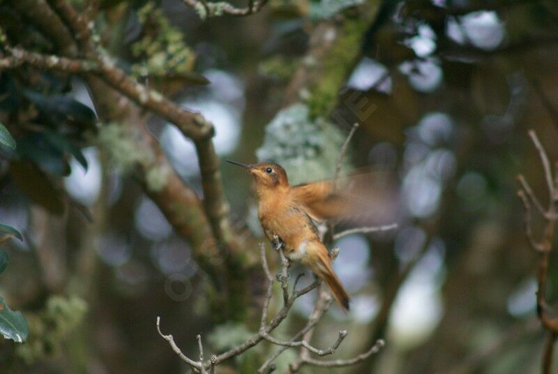 Colibri étincelant femelle adulte