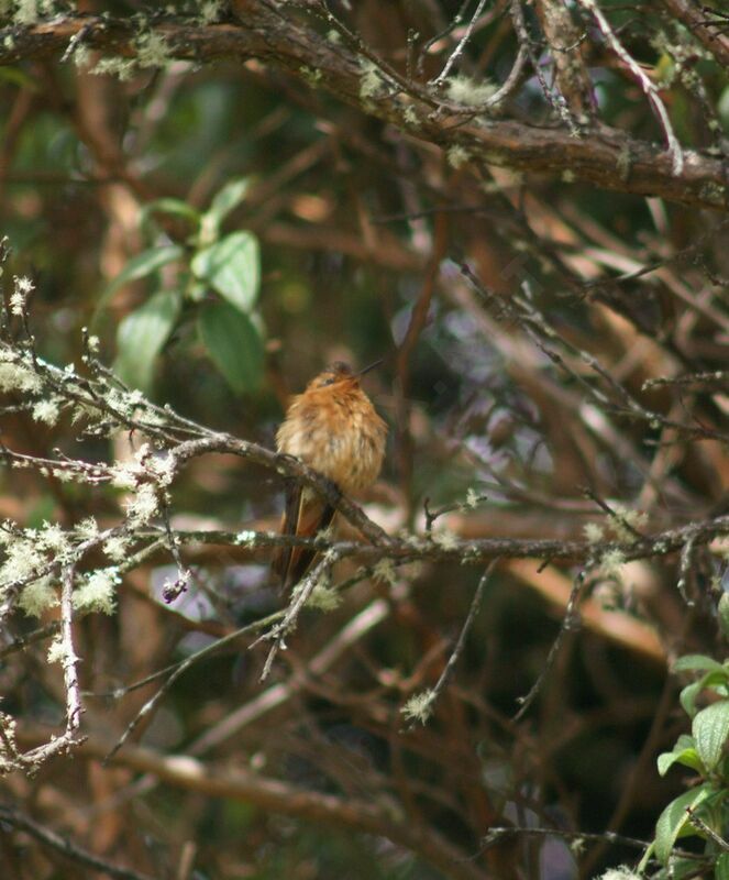 Colibri étincelantadulte