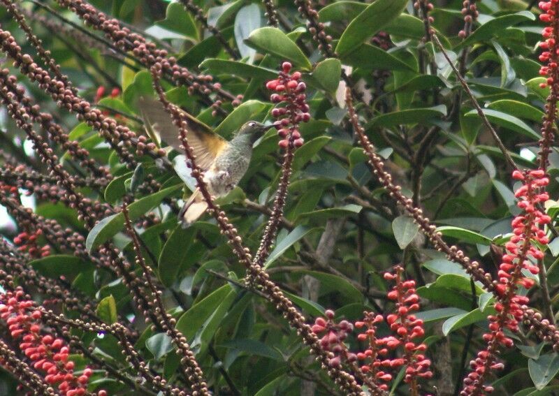 Colibri flavescent mâle adulte