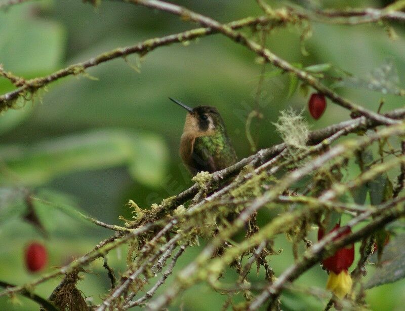 Colibri mouchetéadulte