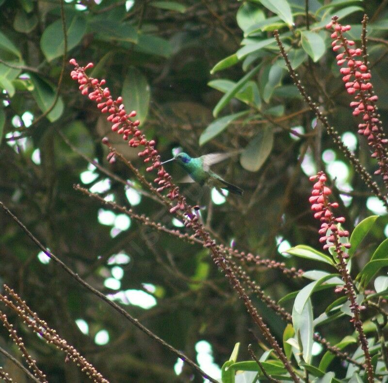 Mexican Violetearadult