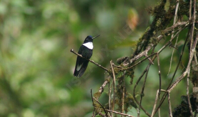 Collared Inca male adult