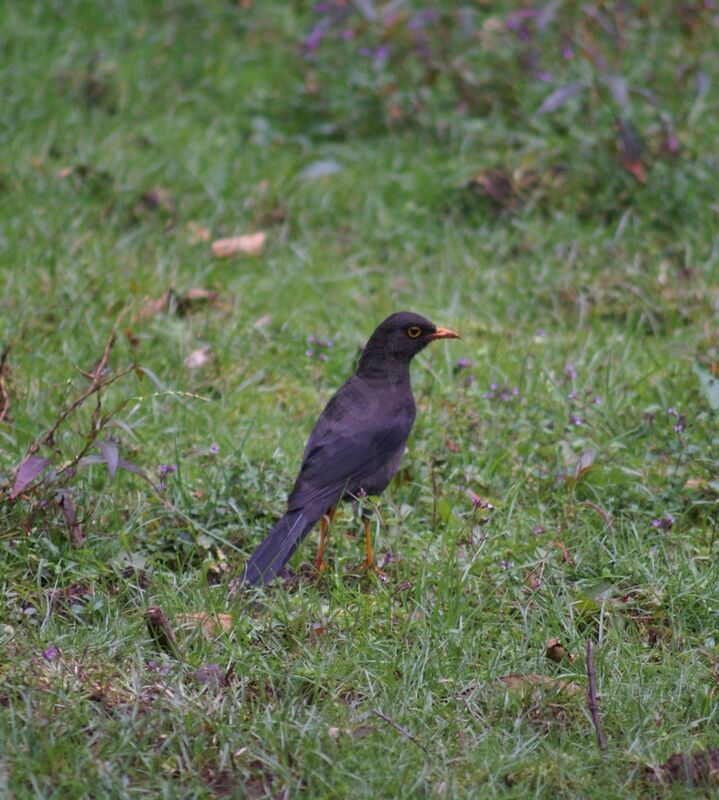 Great Thrush