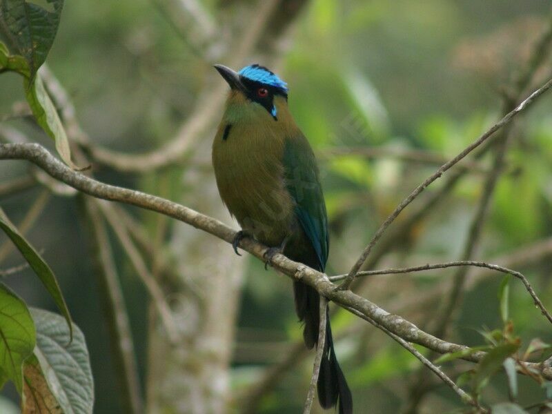 Andean Motmotadult