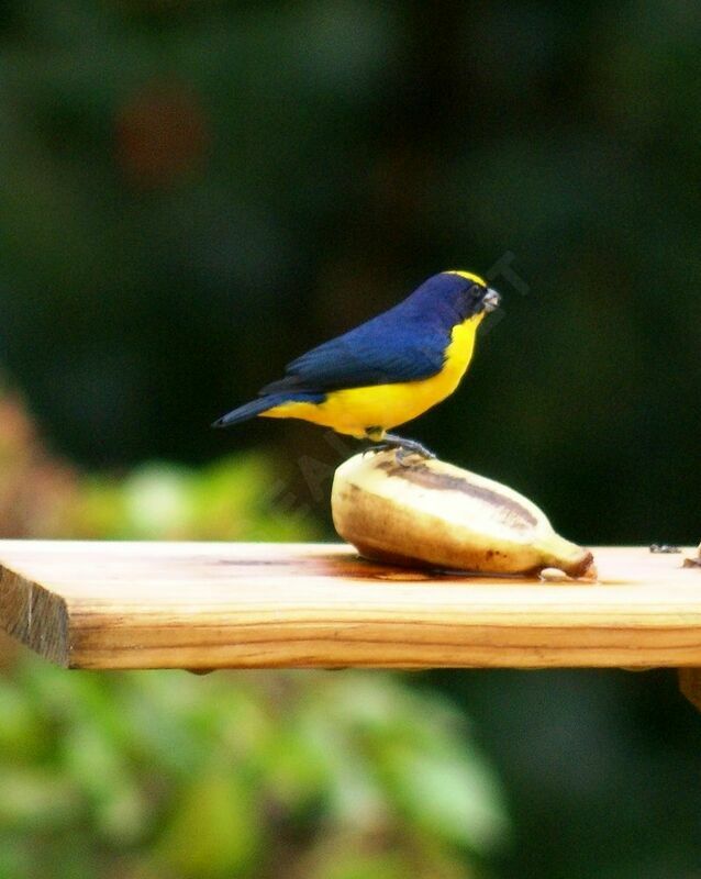 Thick-billed Euphonia male, identification, feeding habits, Behaviour