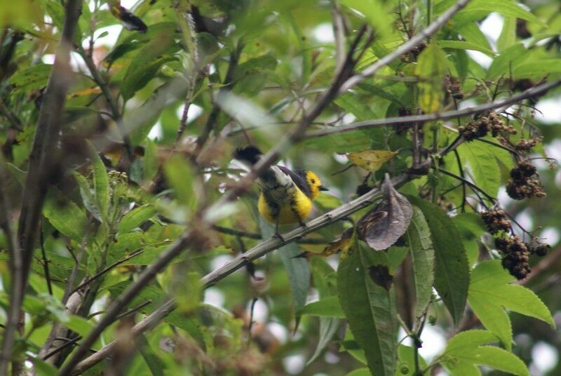 Golden-fronted Whitestartadult