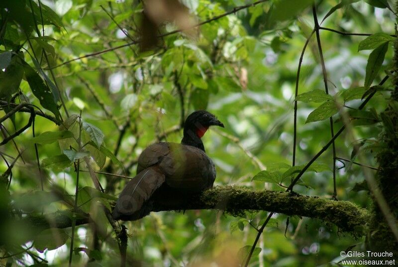 Cauca Guan