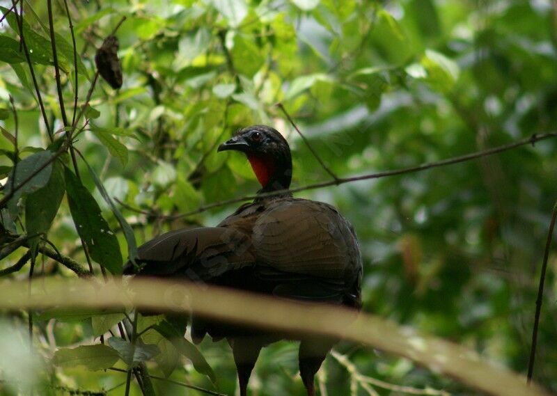 Cauca Guanadult