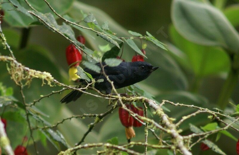 White-sided Flowerpiercer male adult, feeding habits