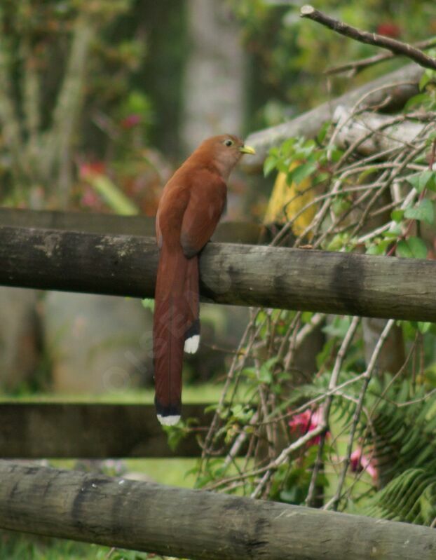 Piaye écureuiladulte