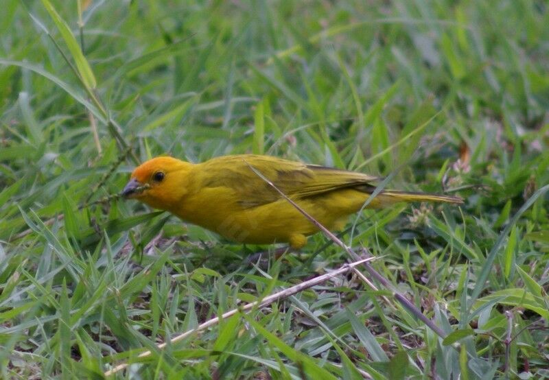 Saffron Finch