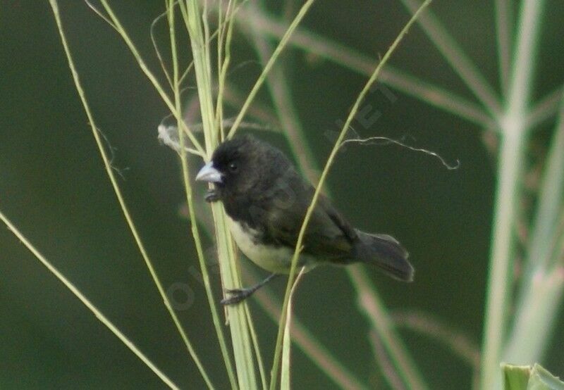 Yellow-bellied Seedeateradult