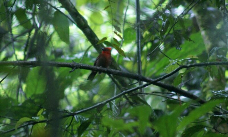 Crested Ant Tanager male adult