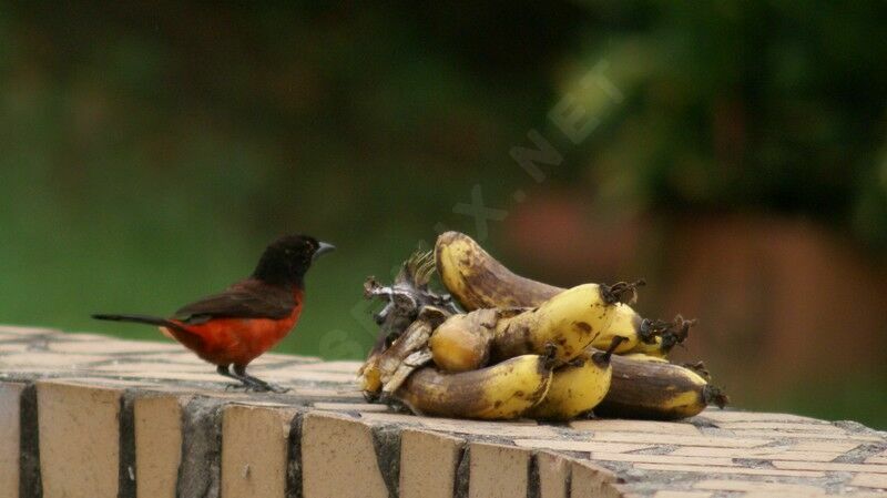 Crimson-backed Tanager female