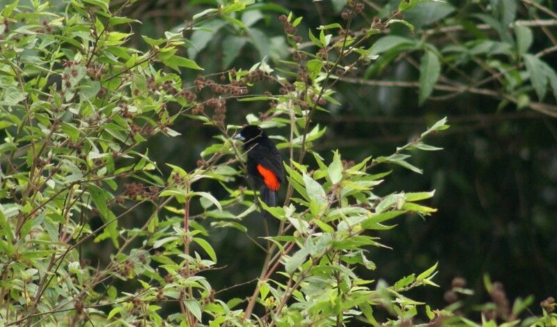 Flame-rumped Tanager male adult