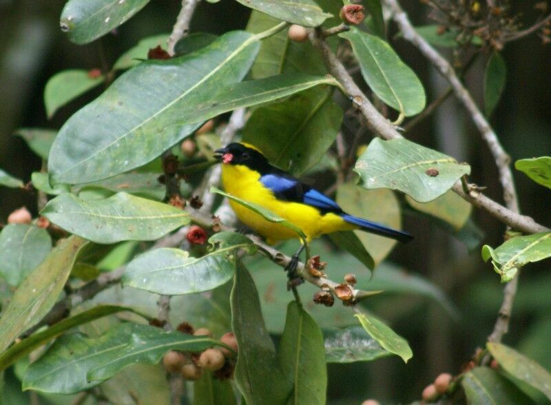 Blue-winged Mountain Tanager