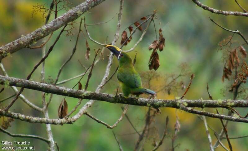 Toucanet des Andesadulte, habitat, pigmentation