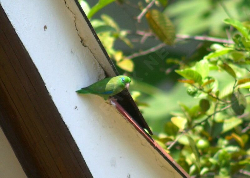 Spectacled Parrotlet male adult