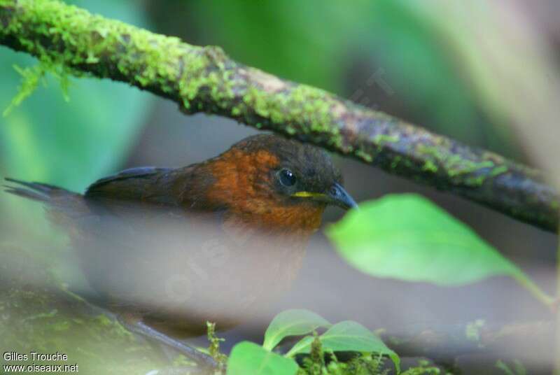 Chestnut-breasted Wrenadult