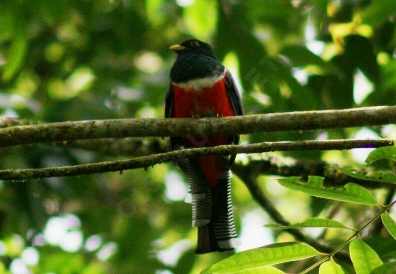 Collared Trogon male adult