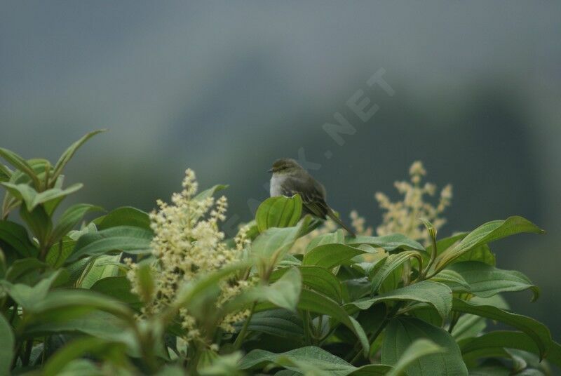 Peruvian Tyrannuletadult