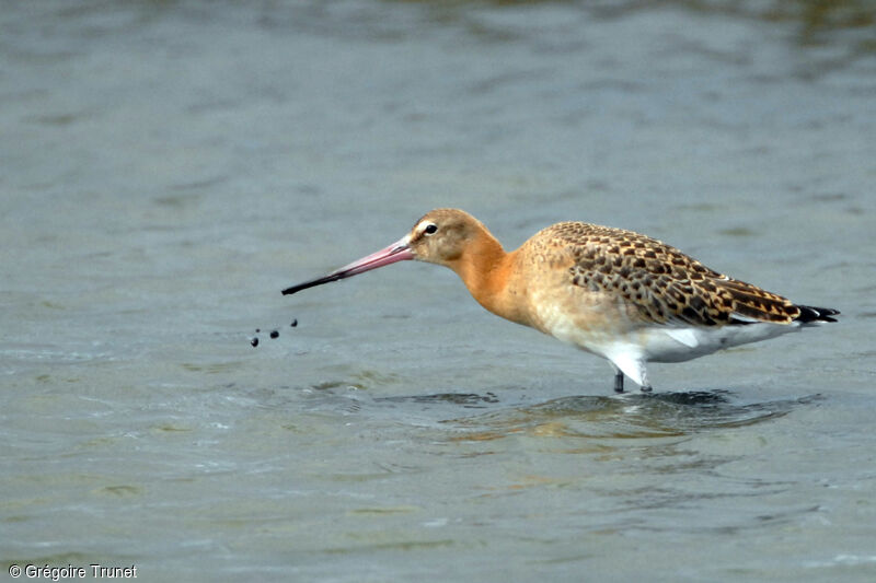 Black-tailed Godwit