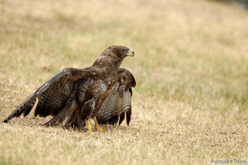 Common Buzzard