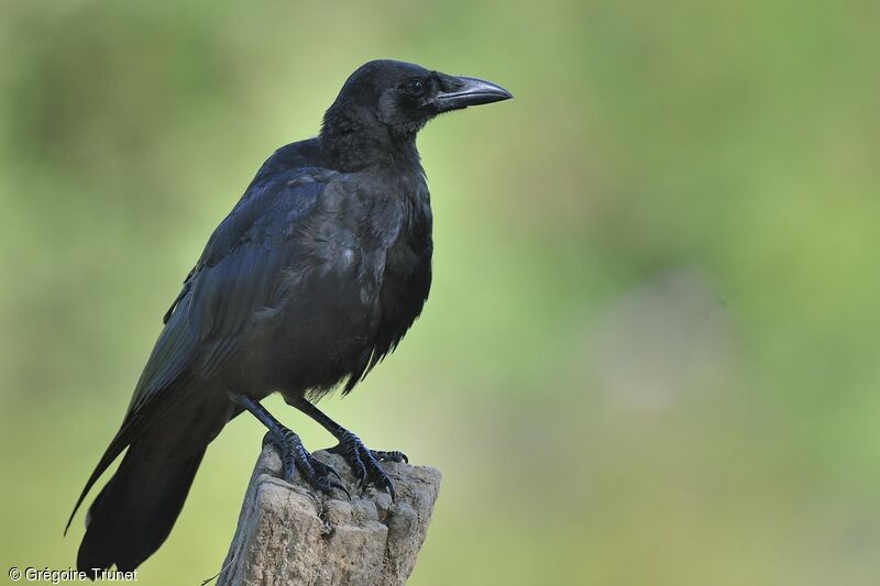 Northern Raven