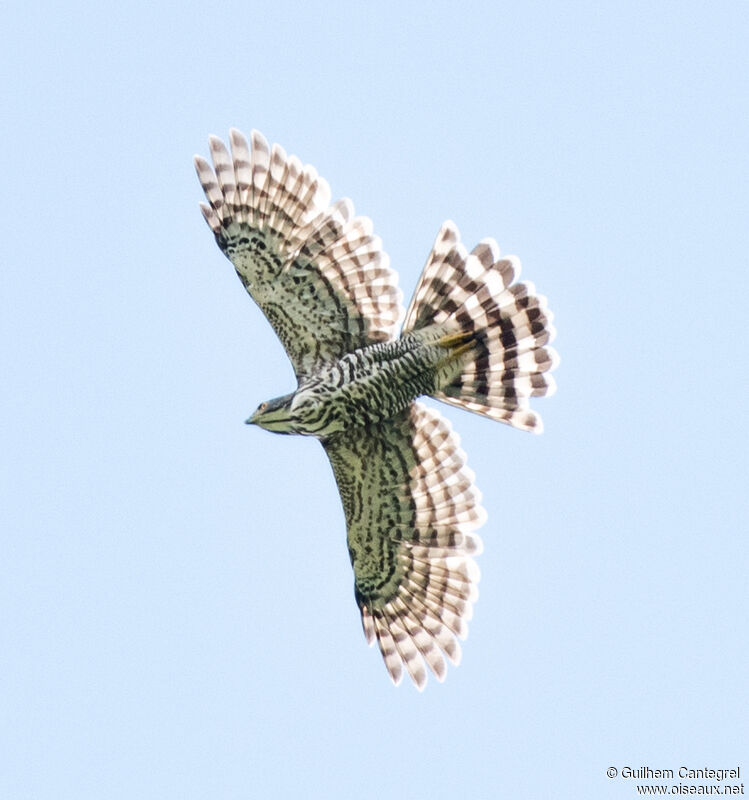 Aigle montagnard, composition, pigmentation, Vol