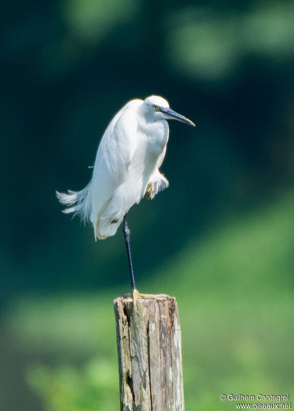 Little Egret, identification, walking