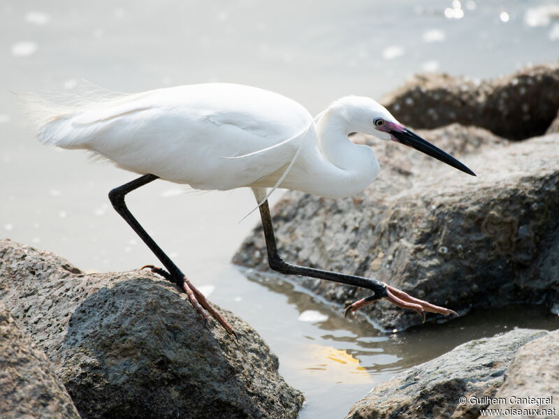 Aigrette garzette, composition, pigmentation, marche