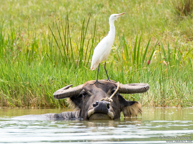 Little Egret, identification, aspect, pigmentation, walking