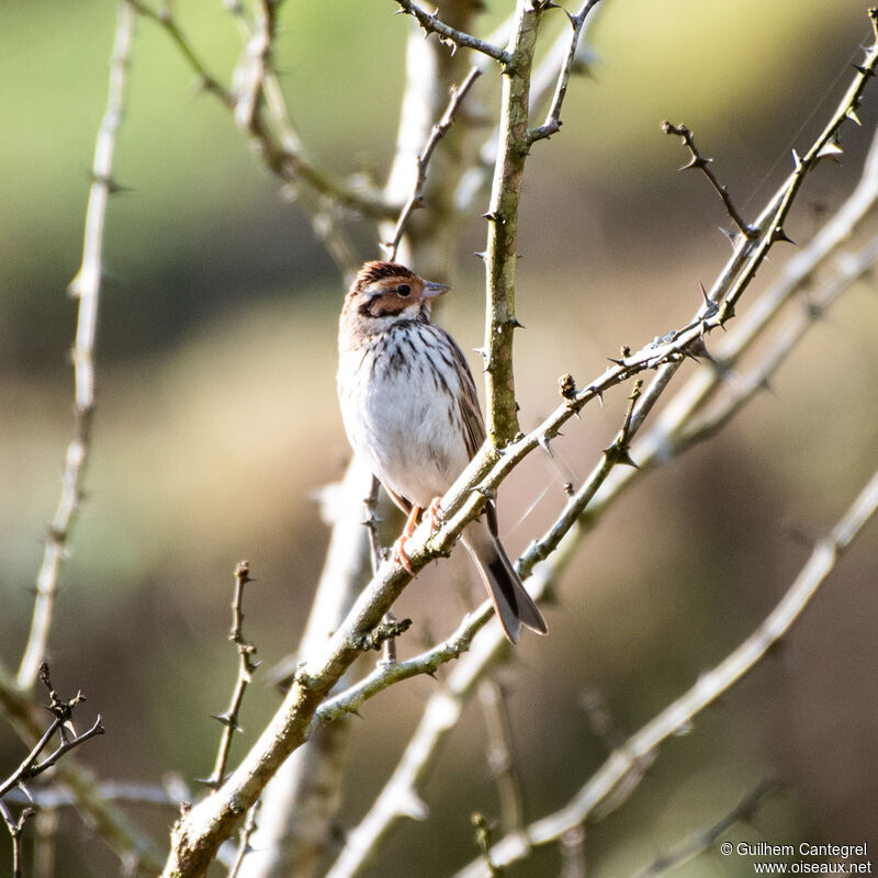 Little Bunting, identification, aspect, pigmentation, walking