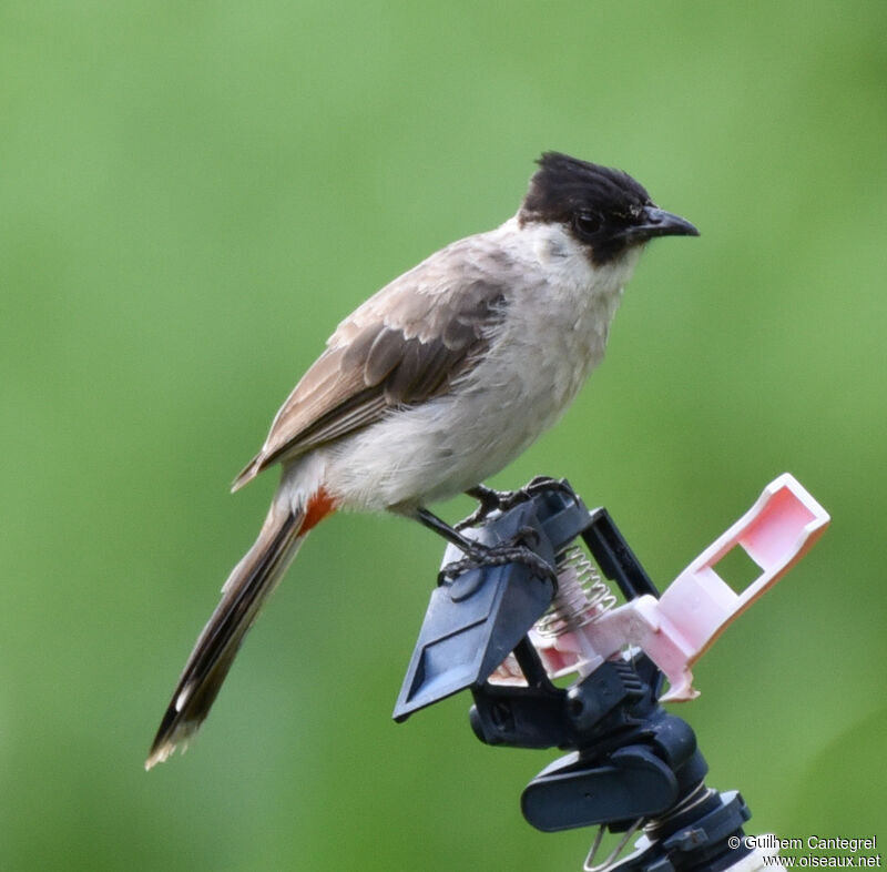 Bulbul cul-d'or, portrait, composition, pigmentation, marche