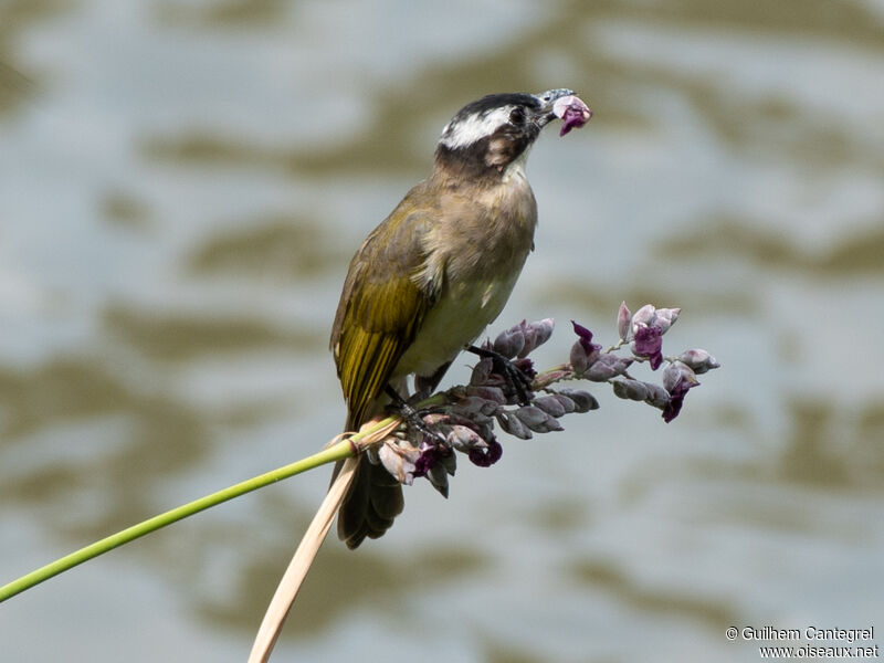 Bulbul de Chine, identification, composition, pigmentation, marche, régime, mange