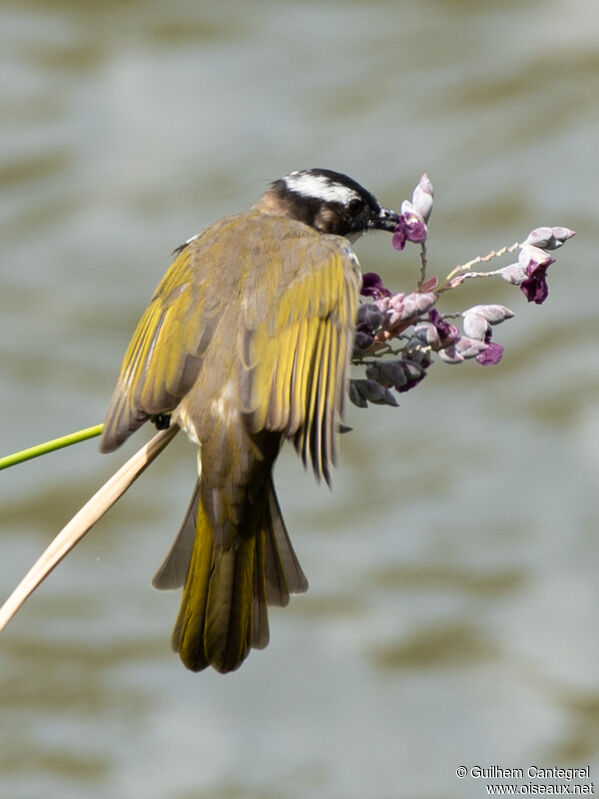 Bulbul de Chine, identification, composition, pigmentation, marche, régime, mange